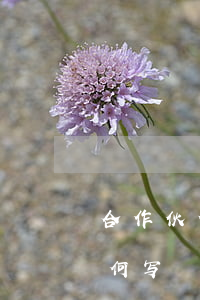 合作伙伴合同协议书怎么写(合作合同协议如何写)