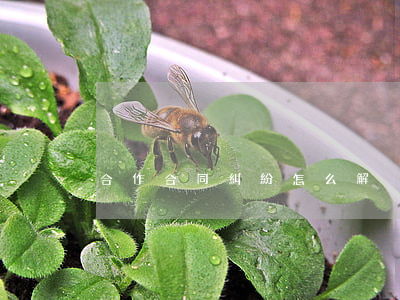 合作合同糾紛怎么解決