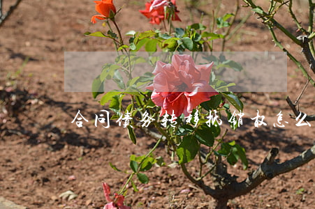 合同债务转移抵销权怎么办