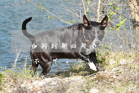 合同到期公司不續(xù)簽(合同到期公司不續(xù)簽合法嗎)