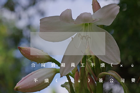 合同到期員工不續(xù)簽(合同到期員工不續(xù)簽公司要賠償嗎)