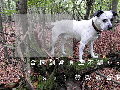 合同到期員工不續(xù)簽有賠償嗎(不續(xù)簽勞動合同公司給補(bǔ)償嗎)