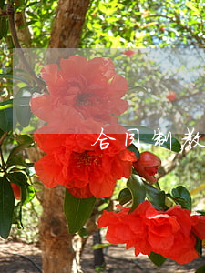 合同制教師