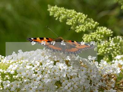合同印花稅(合同印花稅計(jì)稅依據(jù)及稅率)
