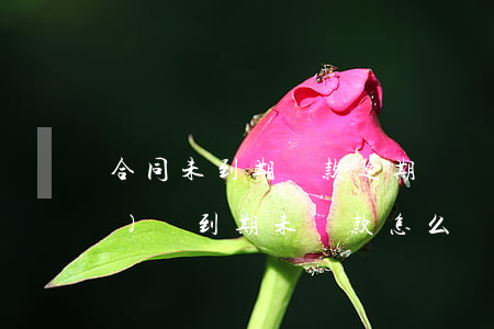 合同未到期還款逾期(簽訂了借款協(xié)議到期未還款怎么辦)