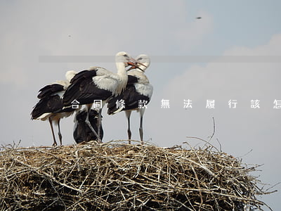 合同條款無法履行該怎么辦