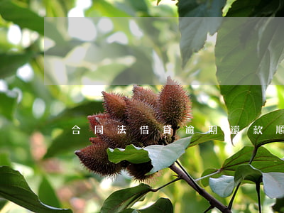 合同法借貸逾期還款順序