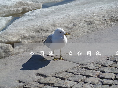 合同法論文(合同法論文1500字)
