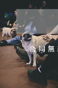 合同無違約條款是否擔責