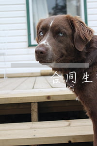 合同生效的条件