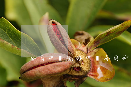 合同申訴流程(申請合同仲裁流程)