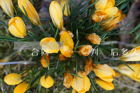 合同糾紛一審判決后多久可以上訴