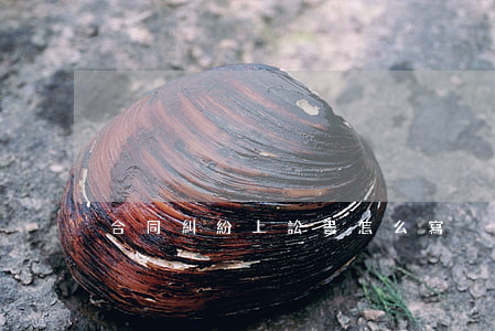 合同糾紛上訟書怎么寫