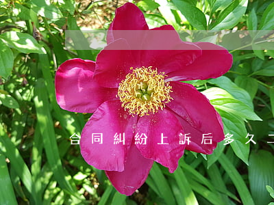 合同糾紛上訴后多久二審