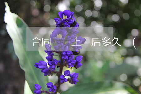 合同糾紛上訴后多久開(kāi)庭
