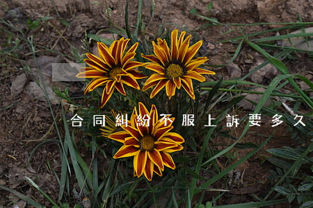 合同糾紛不服上訴要多久開庭
