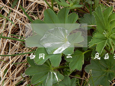 合同糾紛二審開庭后多久宣判