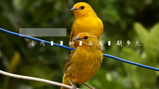 合同糾紛判決后上訴期多久
