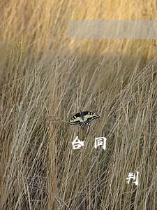 合同糾紛判決生效如何執(zhí)行(民事訴訟判決生效后怎么執(zhí)行呢)