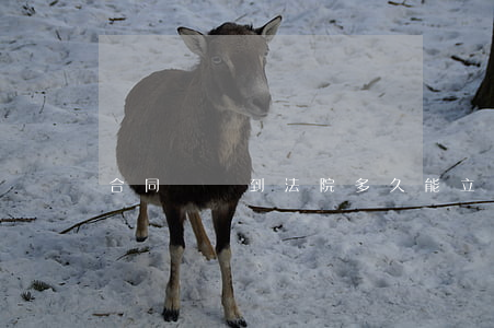 合同糾紛到法院多久能立案