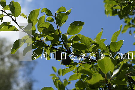 合同糾紛受理后多久能開庭