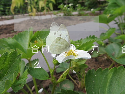 合同糾紛后無力償還(合同糾紛后無力償還怎么辦)