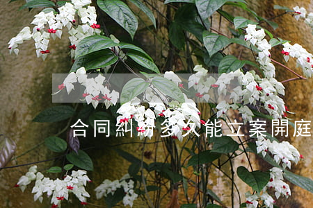 合同糾紛多久能立案開庭