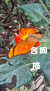 合同糾紛如何申請保全(申請訴訟保全的法律依據(jù))