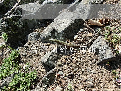 合同糾紛如何訴訟一審