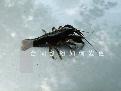 合同糾紛如何變更