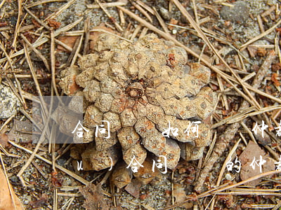合同糾紛如何選擇仲裁機(jī)構(gòu)(合同糾紛的仲裁機(jī)構(gòu)是誰)