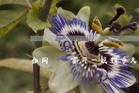合同糾紛官司一般打多久