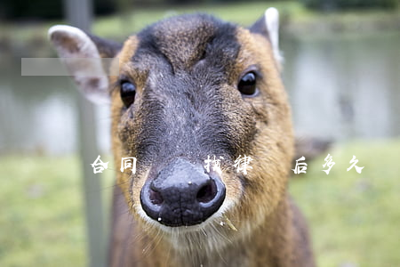 合同糾紛找律師后多久開庭