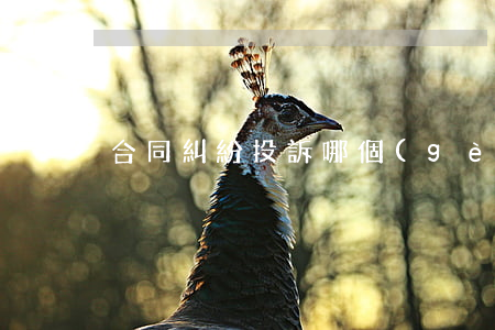 合同糾紛投訴哪個(gè)部門