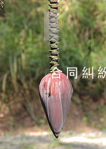 合同糾紛是什么管轄