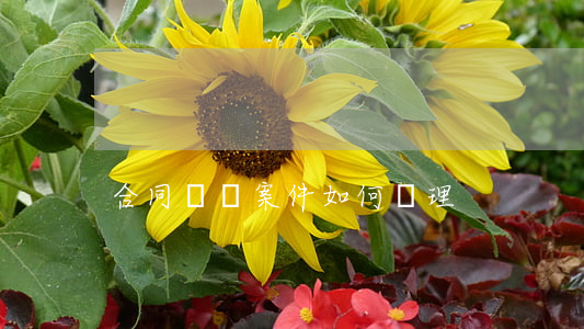 合同糾紛案件如何辦理