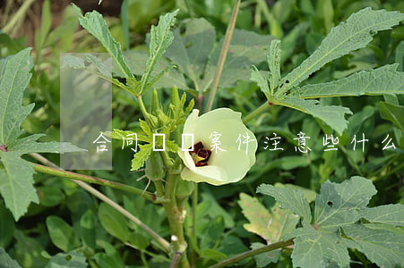 合同糾紛案件注意些什么