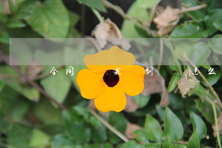 合同糾紛案強制沒錢怎么處理