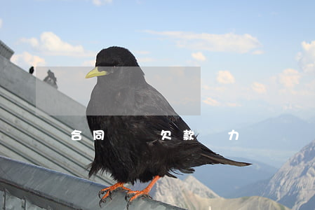 合同糾紛欠款無力償還