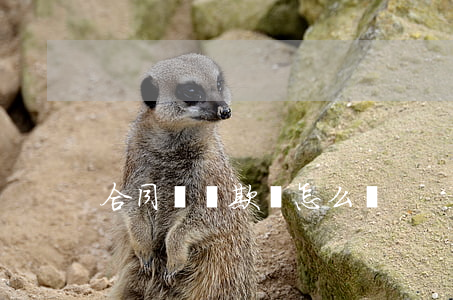 合同糾紛欺詐怎么辦