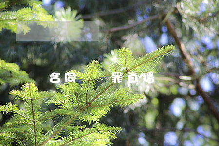 合同糾紛罪直播
