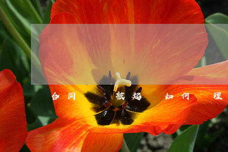 合同糾紛被起訴如何處理