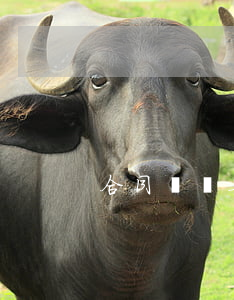 合同糾紛要什么材料