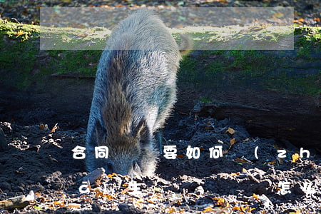 合同糾紛要如何執(zhí)行(合同發(fā)生糾紛時應該怎么處理)