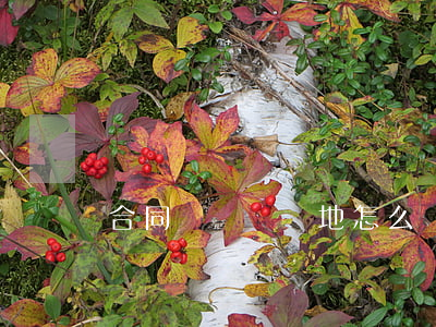 合同糾紛訴訟地怎么確定