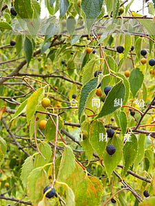 合同糾紛財產(chǎn)分割如何處理(簽訂財產(chǎn)分割協(xié)議有效嗎)