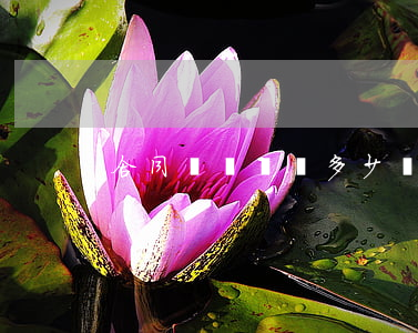 合同糾紛賠償多少錢