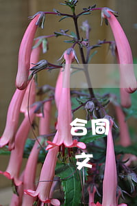 合同糾紛起訴書如何寫(合同訴訟書怎么寫范文)