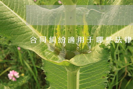 合同糾紛適用于哪些法律