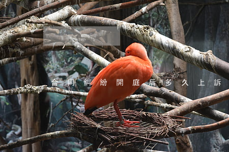 合同糾紛開庭后多久上訴